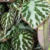 Begonia 'Emerald Jewel' (hybrid)