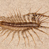 house centipede