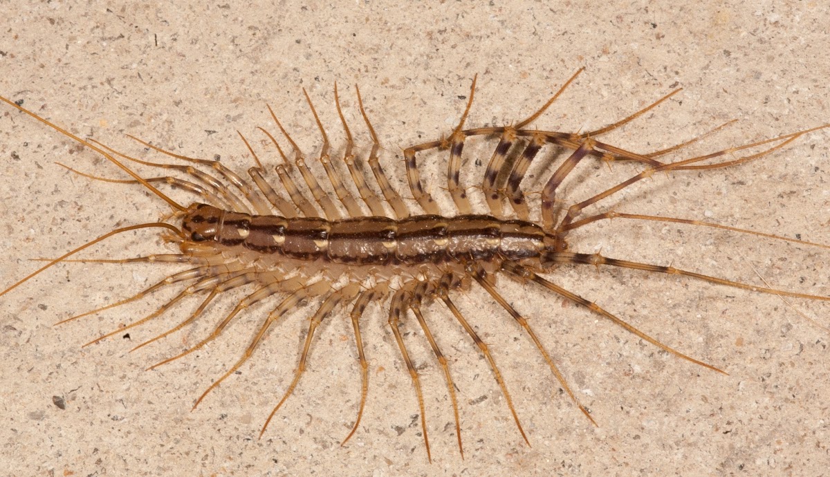 house centipede