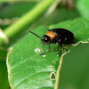 Chrysomelid beetle