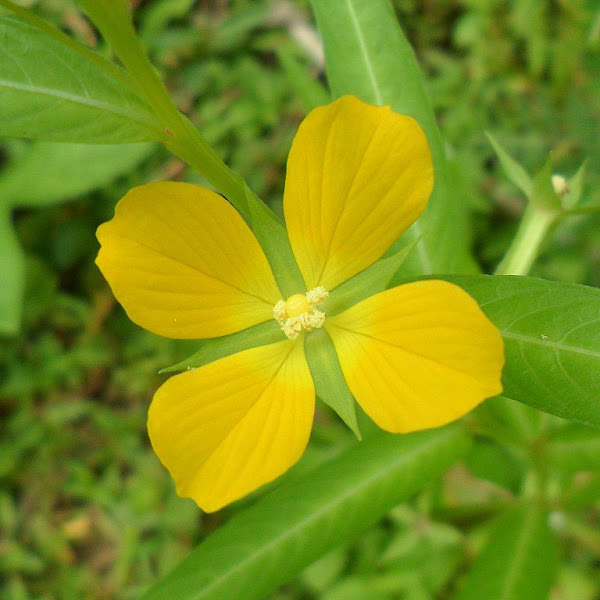 Waterprimrose Project Noah