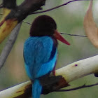 White-throated Kingfisher