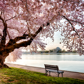 DC Cherry Blossoms by Kevin Miller - City,  Street & Park Historic Districts