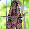 Gray Hawk Moth or Privet Hawk Moth