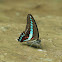 Milon's Swallowtail