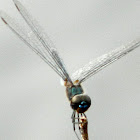 Metallic pennant dragonfly