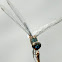 Metallic pennant dragonfly
