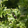 Black Swallowtail caterpillars