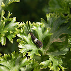 Black Swallowtail caterpillars