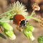 Hippodamia quinquesignata ambigua ladybug
