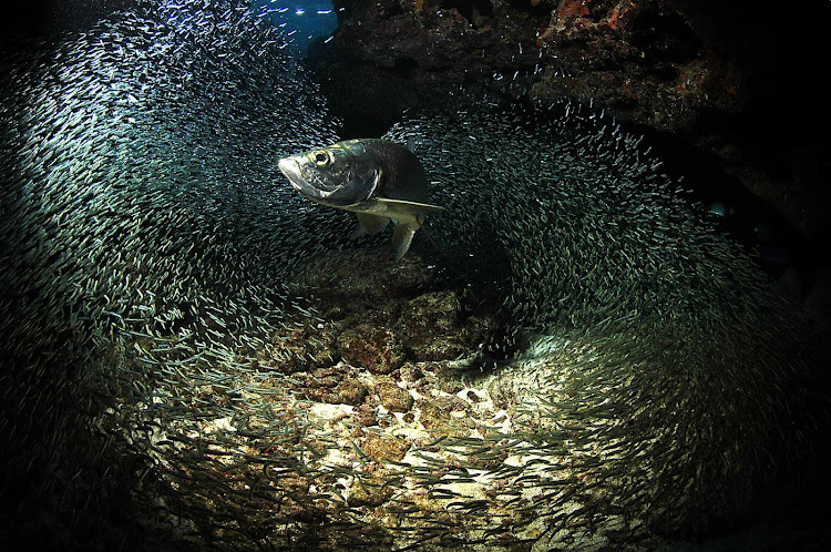 Marine life in the reefs in the Cayman Islands.