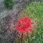 Lycoris (Spider Lily)