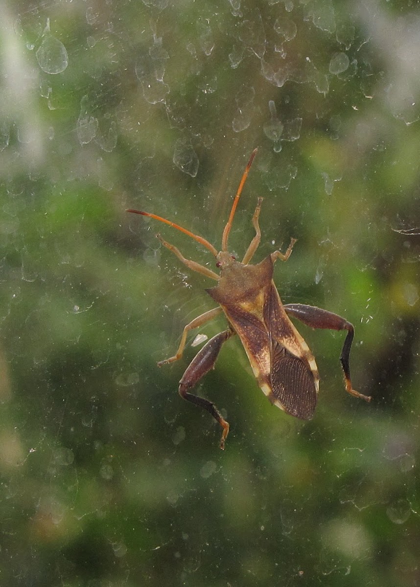 leaf-footed bug (male)