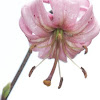 Turk's cap lily