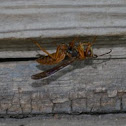 Spider wasp