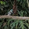 Kingfisher or "Martin Pescador"