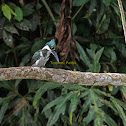 Kingfisher or "Martin Pescador"