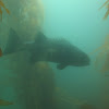 Giant Sea Bass, Black Sea Bass
