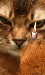 Cat Salute Live Wallpaper Screenshots 3