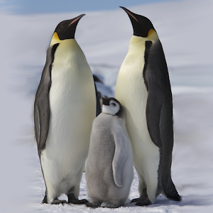 Penguins of Antarctica FREE.apk 15.05.21