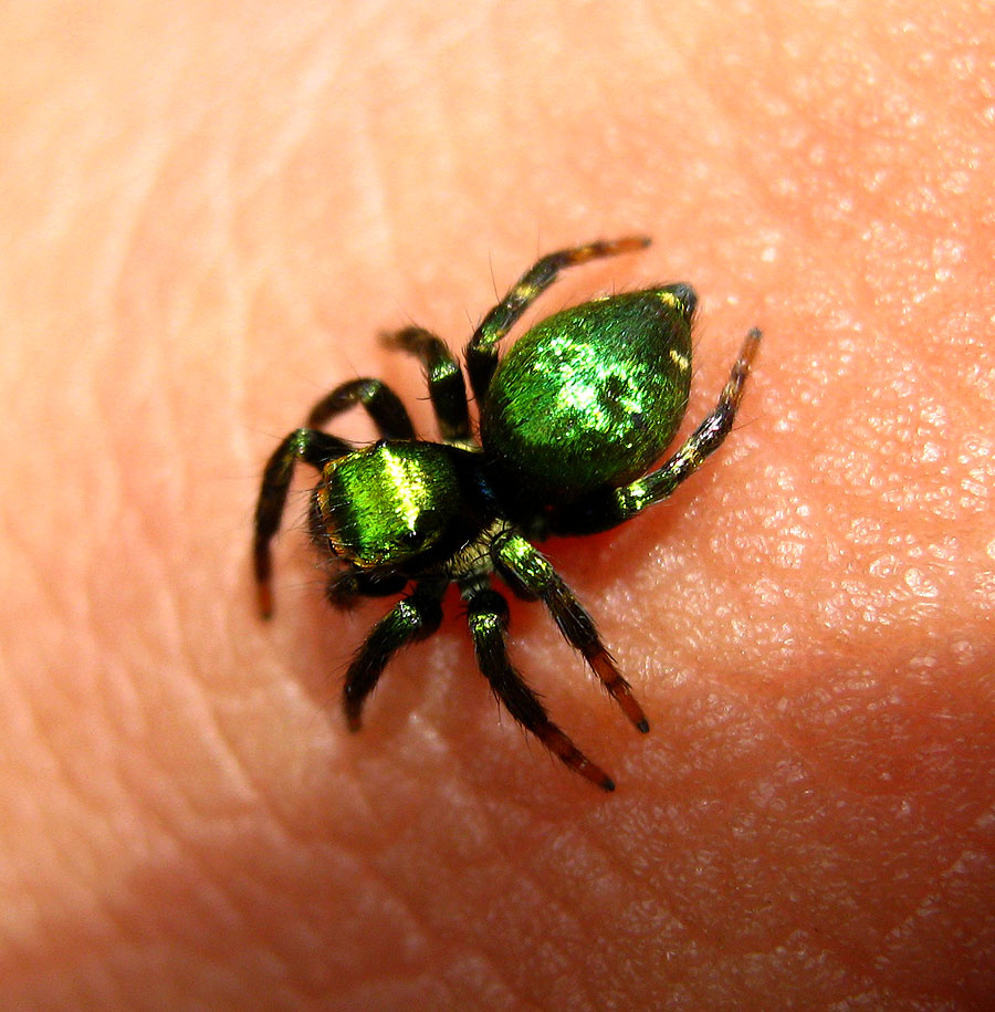 Metallic Green Spider