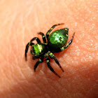 Metallic Green Spider