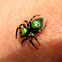 Metallic Green Spider