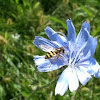 Chicory