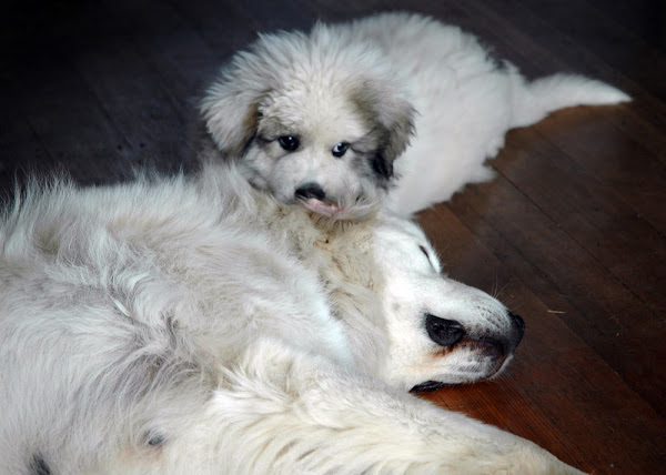 Great Pyrenees, Pyrenean Mountain Dog | Project Noah