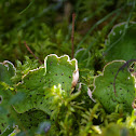 Leafy Lichen