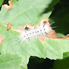 Hickory tussock moth caterpillar