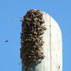 Honey bee Swarm