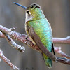 Anna's Hummingbird  (Female)