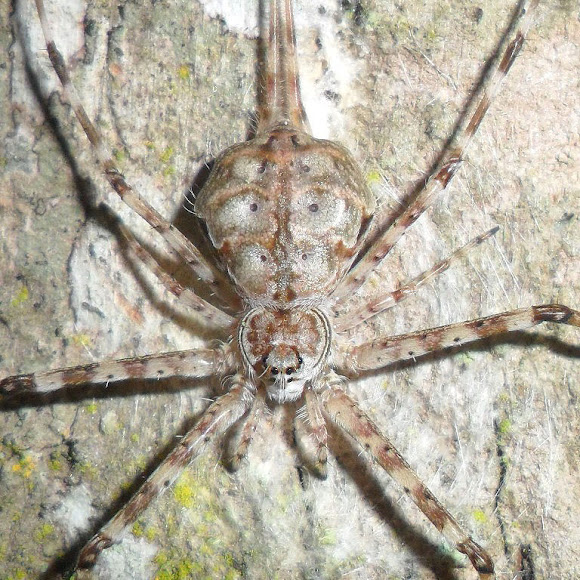 Twotailed Spider Project Noah