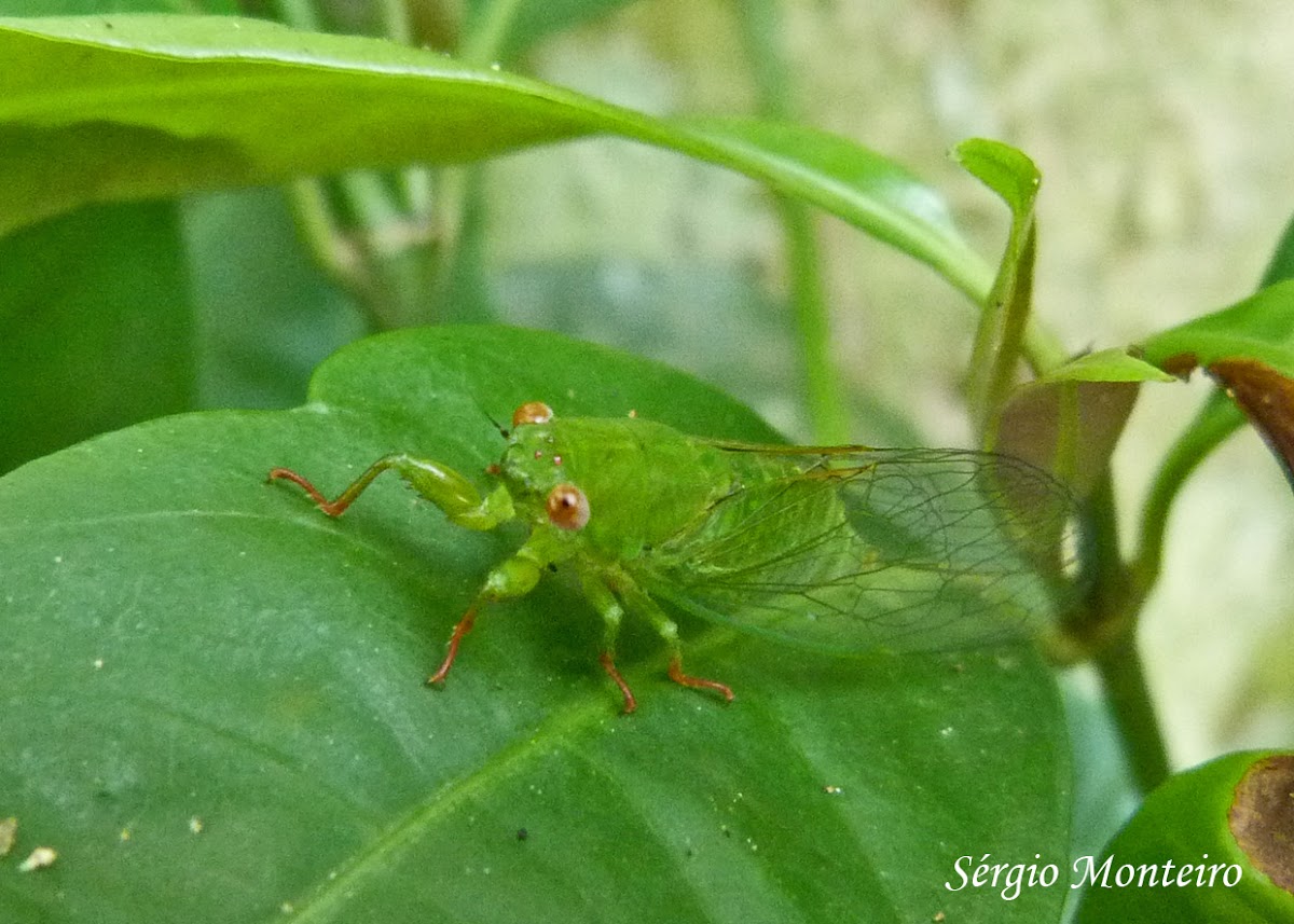 Cicada