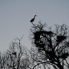 Great Blue Heron Rookery