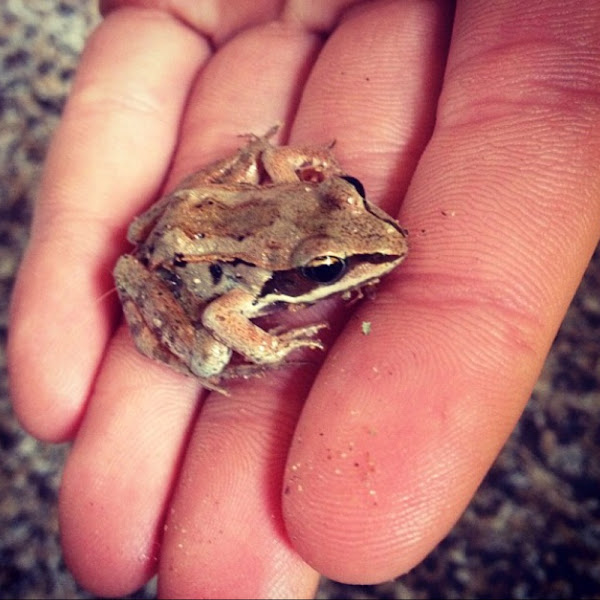 Western Chorus Frog Project Noah