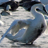 Trumpeter Swan