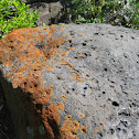 Common Orange Lichen