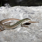 Spotted Whiptail