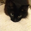Black Norwegian Forest Cat: Skogkatt