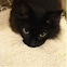 Black Norwegian Forest Cat: Skogkatt