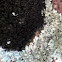 Marine Black Lichen