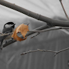 Black Capped Chickadee