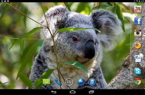 Koala Australian HQ LWP Screenshots 1