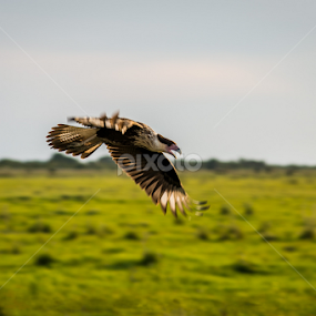 Crested Caracara (Caracara cheriway) by Scott Trageser - Animals Birds