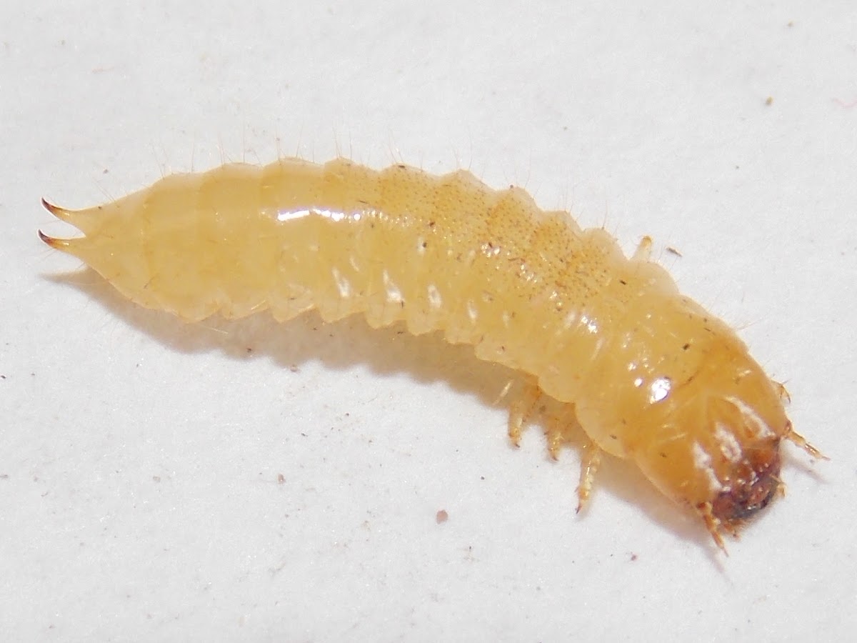 Beetle larva.