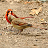 northern cardinal (male & female)