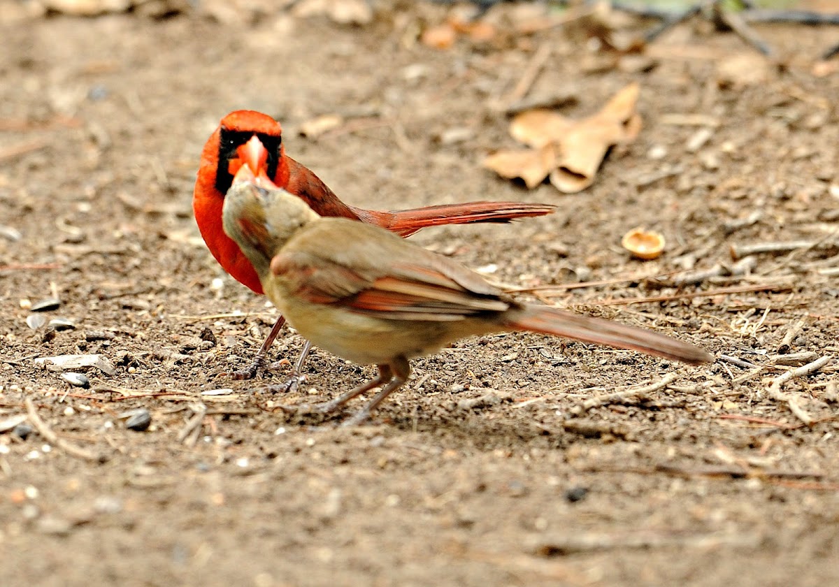 northern cardinal (male & female)