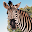 Kruger Park Wildlife Download on Windows